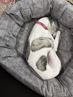 Darby, a female Whippet for sale in Shelbyville, KY – 3 of 5