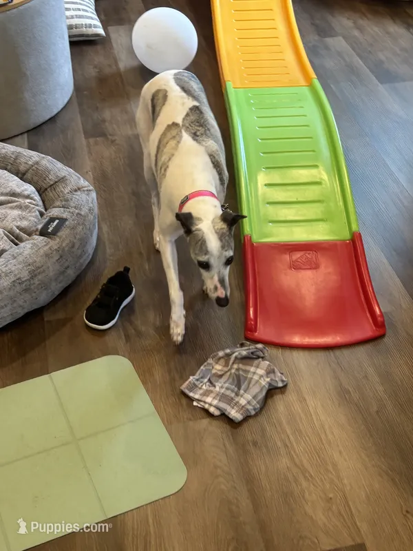 Darby, a female Whippet for sale in Shelbyville, KY – 1 of 5