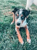 Scout , a male Australian Cattle Dog for sale in Concord, NC – Photo 2 of 4