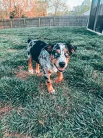 Scout , a male Australian Cattle Dog for sale in Concord, NC – Photo 3 of 4