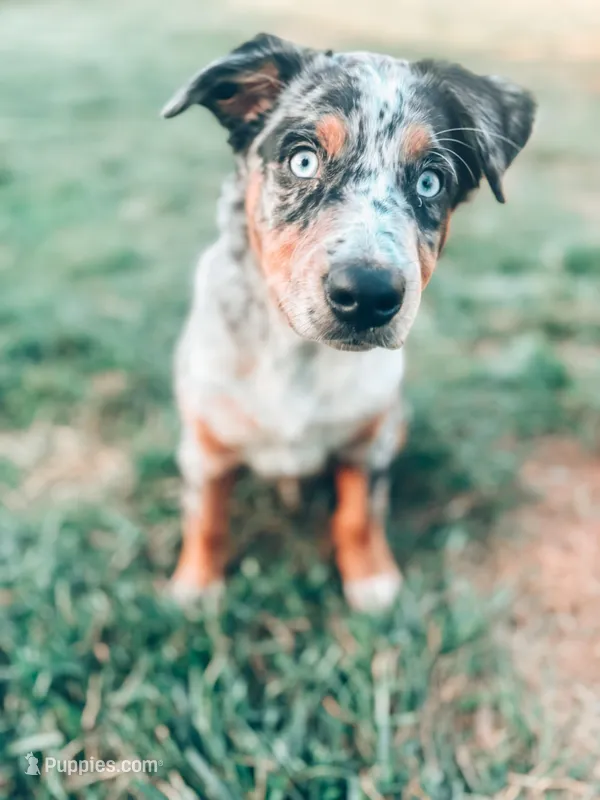 Scout  – Australian Cattle Dog puppy for sale in Concord, NC