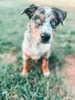 Scout , a male Australian Cattle Dog for sale in Concord, NC – Photo 1 of 4