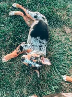 Scout , a male Australian Cattle Dog for sale in Concord, NC – Photo 4 of 4