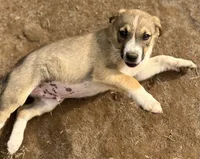 Prince, a male Australian Cattle Dog and Great Pyrenees for sale in Hollister, CA – 7 of 9