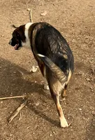Shandy, a female Australian Cattle Dog and Great Pyrenees for sale in Hollister, CA – 4 of 5