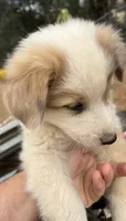 Chawchi, a male Australian Cattle Dog and Great Pyrenees for sale in Hollister, CA – 2 of 8