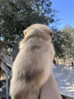 Fendi, a male Australian Cattle Dog and Great Pyrenees for sale in Hollister, CA – 5 of 6