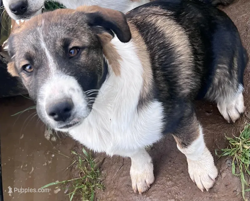 Shandy – Australian Cattle Dog, Great Pyrenees puppy for sale in Hollister, CA