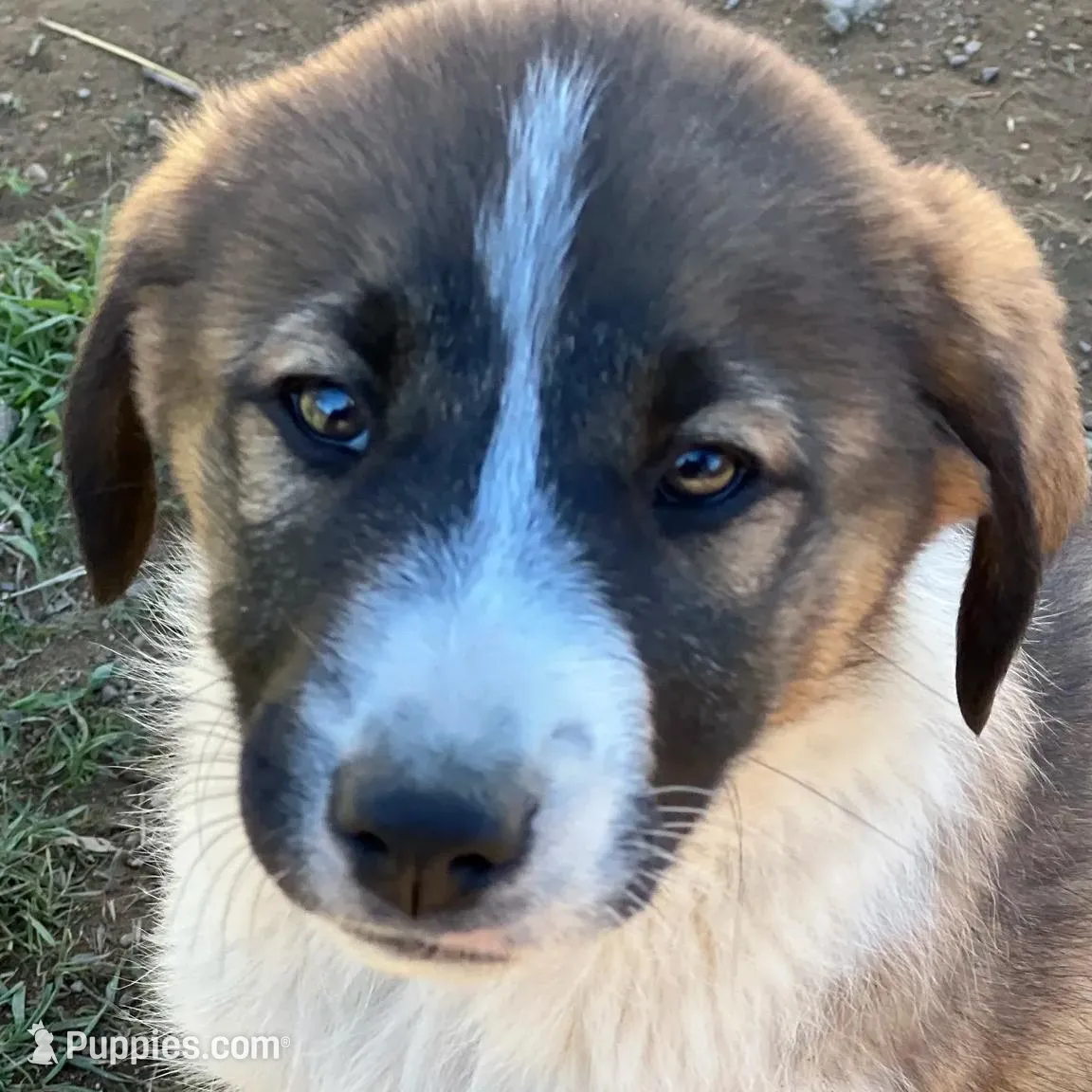 Shandy, a female Australian Shepherd and Great Pyrenees for sale in Hollister, CA – Photo 4 of 7