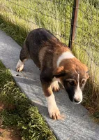 Shandy, a female Australian Shepherd and Great Pyrenees for sale in Hollister, CA – Photo 2 of 7