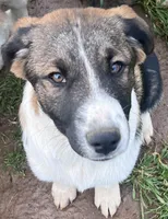 Shandy, a female Australian Cattle Dog and Great Pyrenees for sale in Hollister, CA – 2 of 5