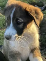 Shandy, a female Australian Shepherd and Great Pyrenees for sale in Hollister, CA – Photo 6 of 7