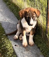 Shandy, a female Australian Shepherd and Great Pyrenees for sale in Hollister, CA – Photo 1 of 7