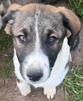 Shandy, a female Australian Cattle Dog and Great Pyrenees for sale in Hollister, CA – 3 of 5