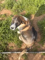 Shandy, a female Australian Shepherd and Great Pyrenees for sale in Hollister, CA – Photo 5 of 7