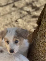 Chawchi, a male Australian Cattle Dog and Great Pyrenees for sale in Hollister, CA – 8 of 8