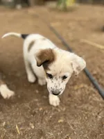 Dotty, a female Australian Cattle Dog and Great Pyrenees for sale in Hollister, CA – 5 of 7