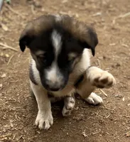 Teddy, a male Australian Cattle Dog and Great Pyrenees for sale in Hollister, CA – 2 of 8