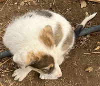 Piper, a female Australian Cattle Dog and Great Pyrenees for sale in Hollister, CA – 7 of 10