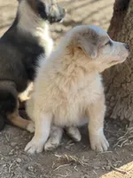 Chawchi, a male Australian Cattle Dog and Great Pyrenees for sale in Hollister, CA – 4 of 8