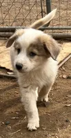 Chawchi, a male Australian Cattle Dog and Great Pyrenees for sale in Hollister, CA – 3 of 8