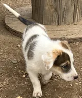 Piper, a female Australian Cattle Dog and Great Pyrenees for sale in Hollister, CA – 2 of 10