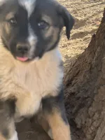 Felin, a female Australian Cattle Dog and Great Pyrenees for sale in Hollister, CA – 3 of 8