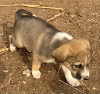 Prince, a male Australian Cattle Dog and Great Pyrenees for sale in Hollister, CA – 2 of 9