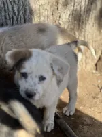 Dotty, a female Australian Cattle Dog and Great Pyrenees for sale in Hollister, CA – 4 of 7
