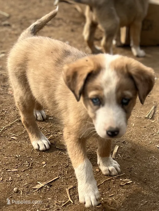 Taylor – Australian Cattle Dog, Great Pyrenees puppy for sale in Hollister, CA