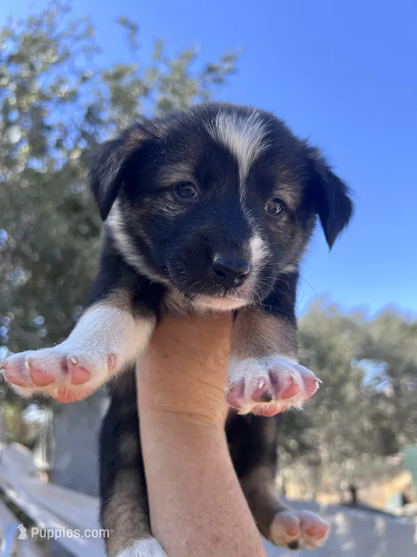 Felin – Australian Cattle Dog, Great Pyrenees puppy for sale in Hollister, CA