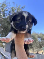 Felin, a female Australian Cattle Dog and Great Pyrenees for sale in Hollister, CA – 1 of 8