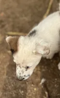 Dotty, a female Australian Cattle Dog and Great Pyrenees for sale in Hollister, CA – 2 of 7