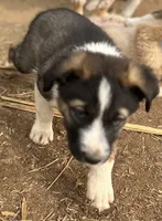 Teddy, a male Australian Cattle Dog and Great Pyrenees for sale in Hollister, CA – 7 of 8
