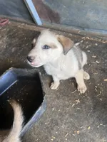 Piper, a female Australian Cattle Dog and Great Pyrenees for sale in Hollister, CA – 6 of 10
