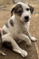 Piper, a female Australian Cattle Dog and Great Pyrenees for sale in Hollister, CA – 3 of 10