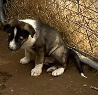 Teddy, a male Australian Cattle Dog and Great Pyrenees for sale in Hollister, CA – 6 of 8