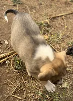 Prince, a male Australian Cattle Dog and Great Pyrenees for sale in Hollister, CA – 8 of 9