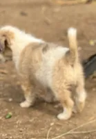 Chawchi, a male Australian Cattle Dog and Great Pyrenees for sale in Hollister, CA – 5 of 8