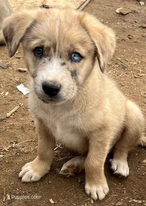 Fendi – Australian Cattle Dog, Great Pyrenees puppy for sale in Hollister, CA