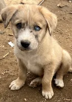 Fendi, a male Australian Cattle Dog and Great Pyrenees for sale in Hollister, CA – 1 of 6