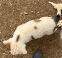 Dotty, a female Australian Cattle Dog and Great Pyrenees for sale in Hollister, CA – 6 of 7