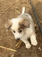 Chawchi, a male Australian Cattle Dog and Great Pyrenees for sale in Hollister, CA – 6 of 8