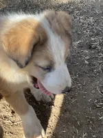 Taylor, a male Australian Cattle Dog and Great Pyrenees for sale in Hollister, CA – 3 of 4