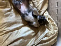Felin, a female Australian Cattle Dog and Great Pyrenees for sale in Hollister, CA – 8 of 8