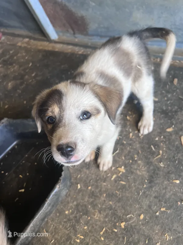 Piper – Australian Cattle Dog, Great Pyrenees puppy for sale in Hollister, CA