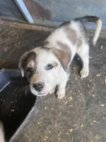 Piper, a female Australian Cattle Dog and Great Pyrenees for sale in Hollister, CA – 1 of 10