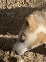 Taylor, a male Australian Cattle Dog and Great Pyrenees for sale in Hollister, CA – 4 of 4