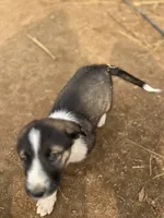 Teddy, a male Australian Cattle Dog and Great Pyrenees for sale in Hollister, CA – 5 of 8