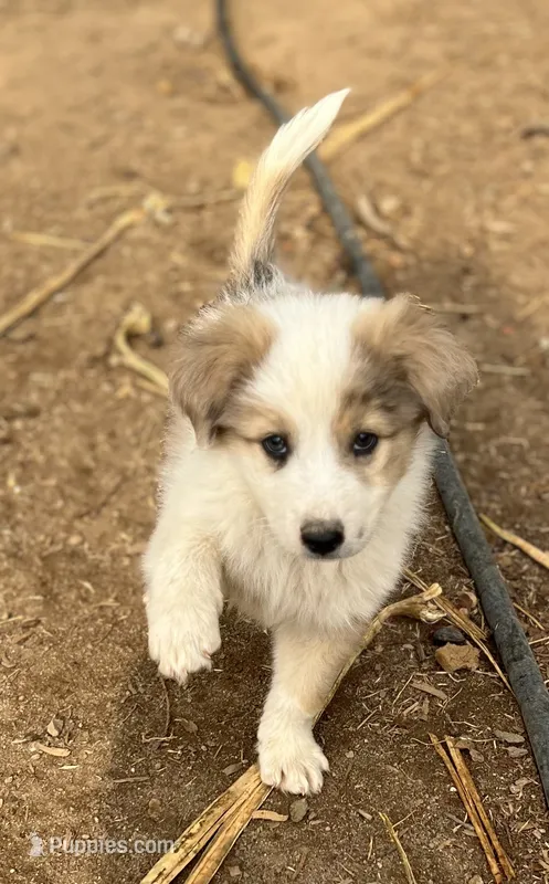Chawchi – Australian Cattle Dog, Great Pyrenees puppy for sale in Hollister, CA